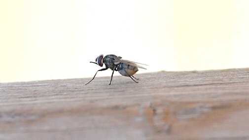 Stable fly on a board