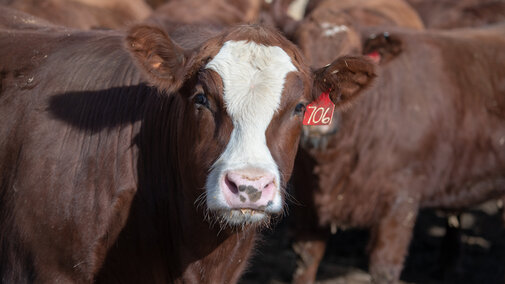 Feedlot steer