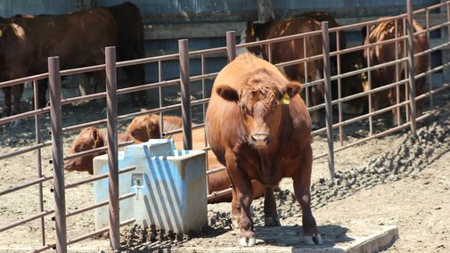 Steer in lot