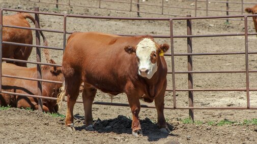 Steers in lot
