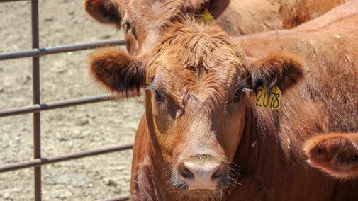 Steers in feedlot