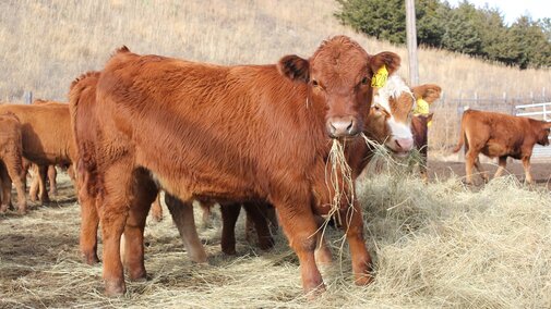 Stocker cattle on feed
