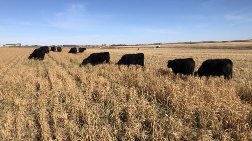 Cattle strip grazing a field