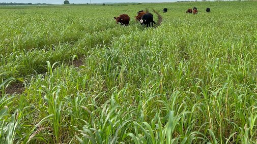 cattle grazing sudan grass