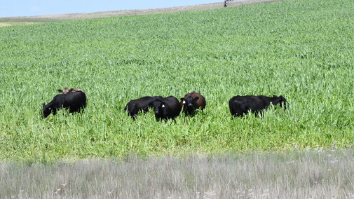 Black cattle graze in a green field of annual forages.