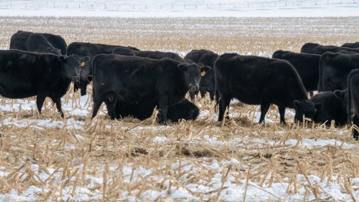 Cows grazing corn residue