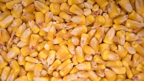 Corn