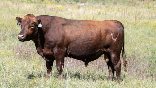 Red bull stands in a pasture