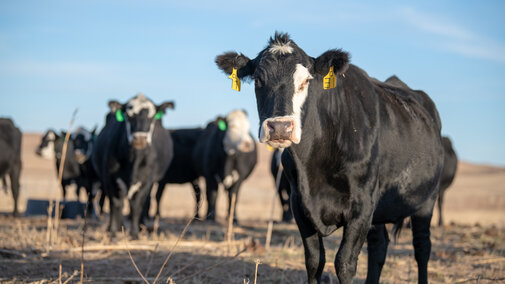 Black-white face cows in pasture