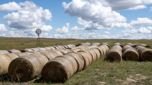 Bales stacked in rows 