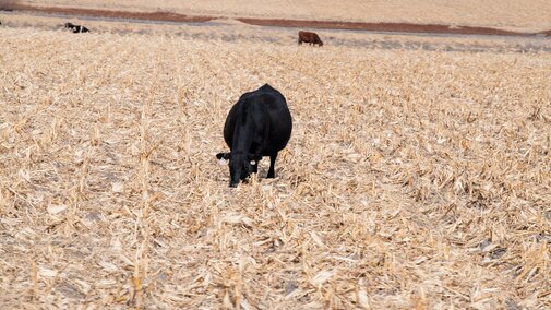 Cows on cornstalks