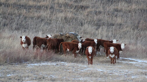 Cattle graze around a bale in the pasture.  Photo credit: Troy Walz