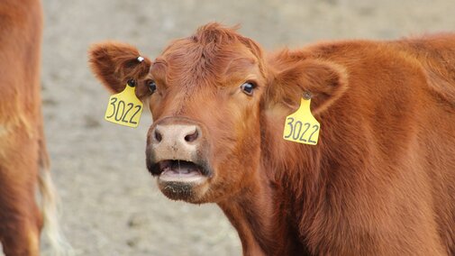 cow