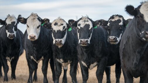 A herd of cattle