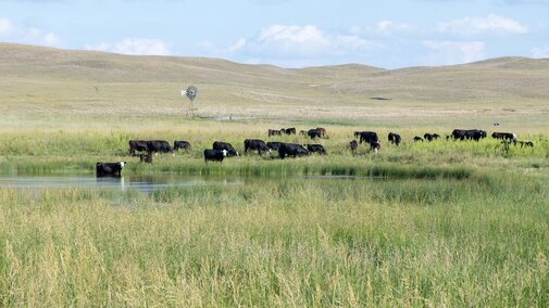 Cows grazing