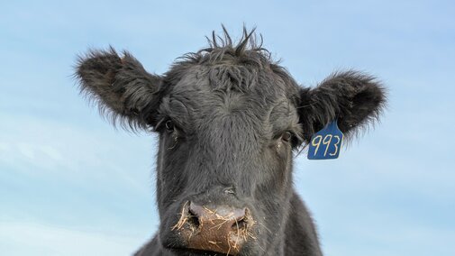 Beef animal