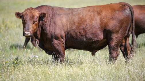cow standing in field