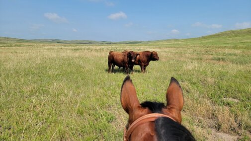 Bulls in pasture