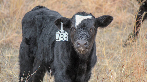 Calf in pasture