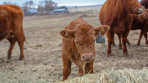 Calf