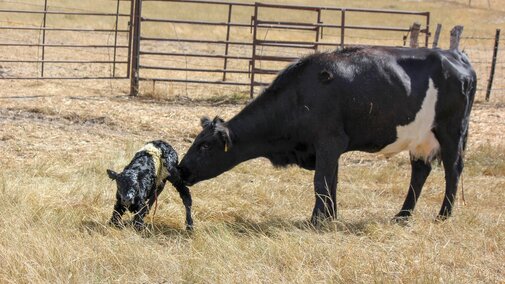 Cow and calf