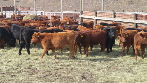 Weaned calves
