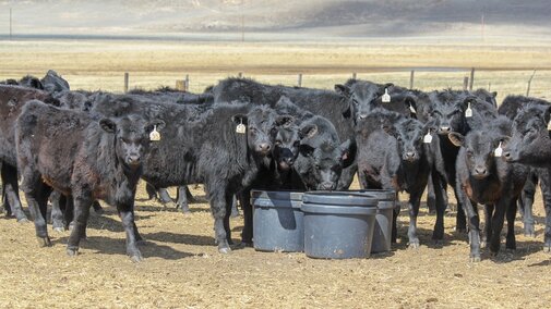 Calves at mineral tubs
