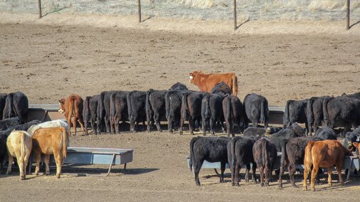 Calves on feed