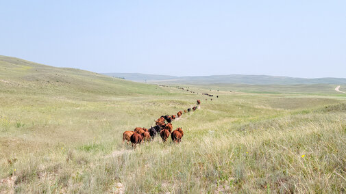 Cattle on pasture