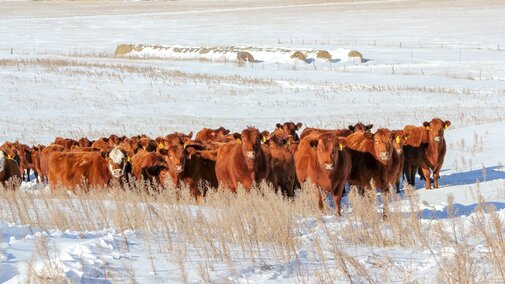 Winter grazing