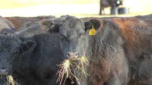 Cow eating hay