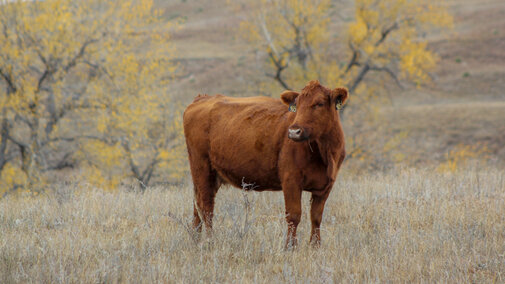 Cow on rangeland