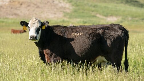 Cow on meadow