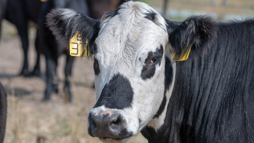 Cow on rangeland