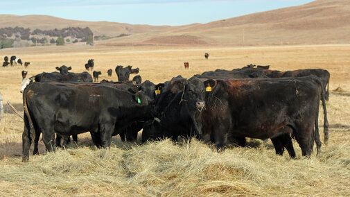 Cows eating hay