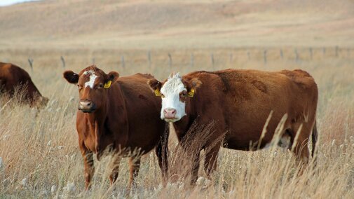 Cows on rangeland