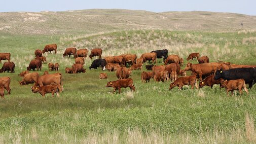 Cows calves