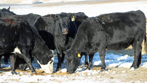 Cows eating supplement on range
