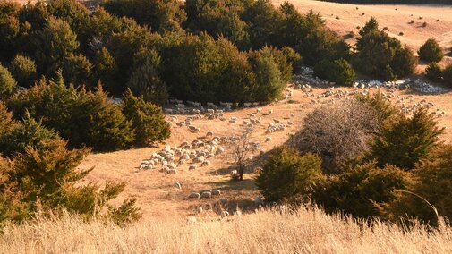 Ewes on rangeland