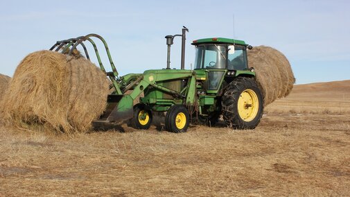 Feeding hay