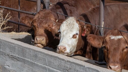 Feedlot steer