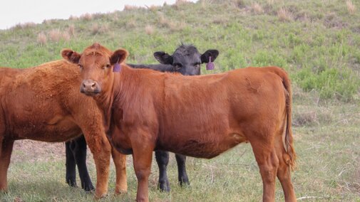 heifers