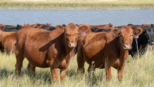 Heifers
