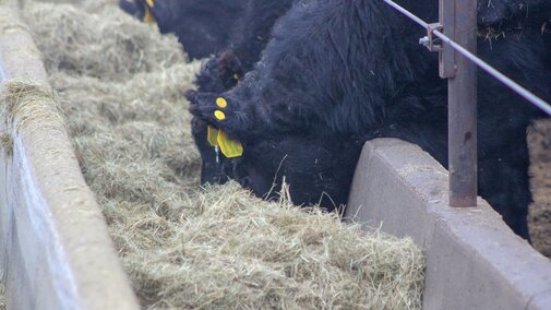 Feeder cattle