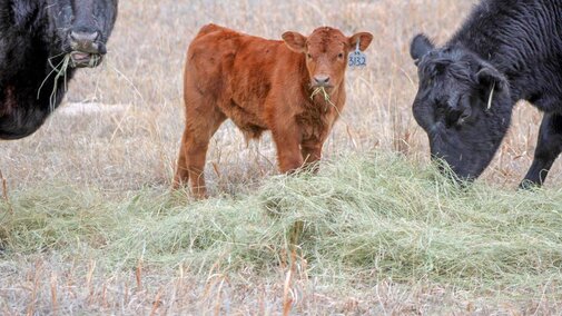 Red calf eating hay with two cows