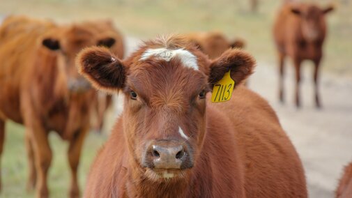 Calf 