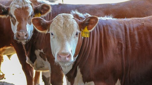 Feedlot steers