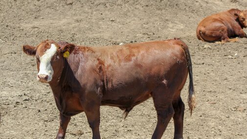 Feedlot steer