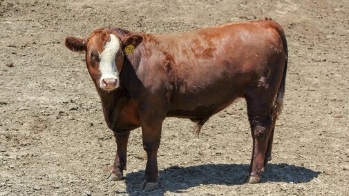 steer