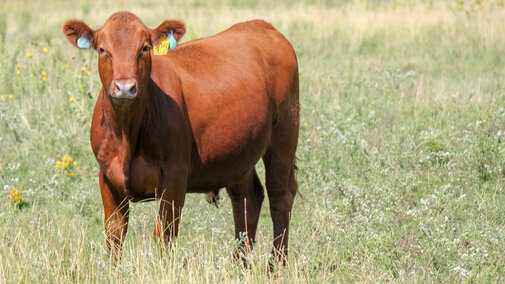 Steer on pasture